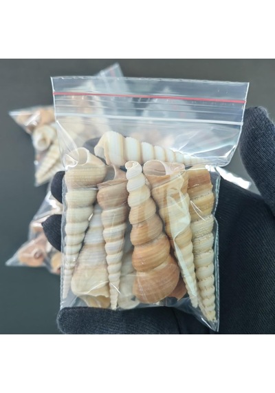 Tr Deniz Kabukları :krem Minare / 10 Adet / 5-10 Cm Diğer