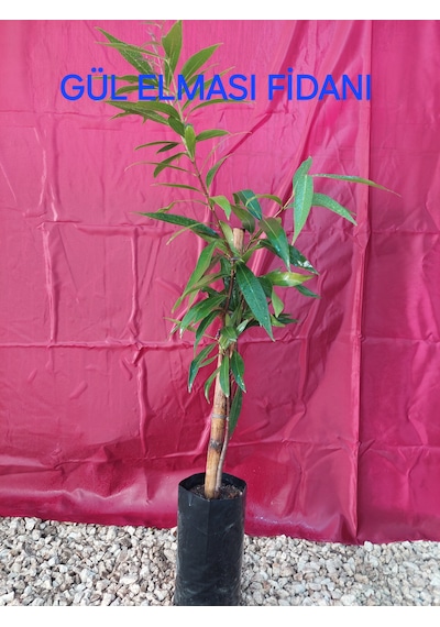 Gül Elması Fidanı Rose Apple 4 Yaş 100 Cm Nadir Tür