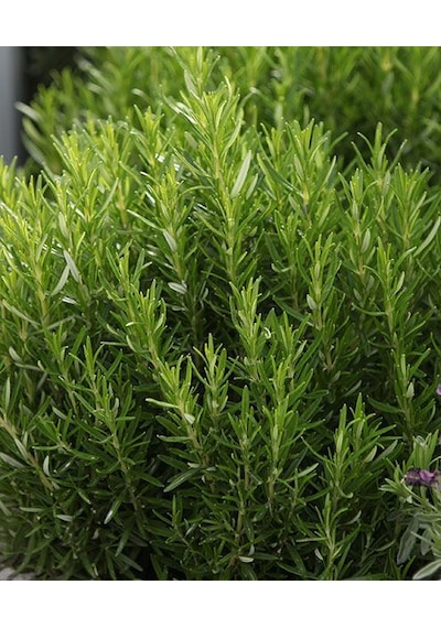 Tüplü Biberiye Rosmarinus Officinalis Fidanı - Bahçeniz İçin Ar