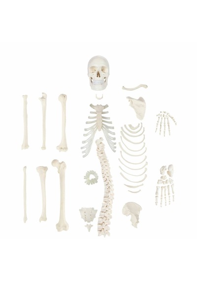Parçalarına Ayrılmış Sağ Yarım Gerçek Boyutlarında İnsan İskeleti Modeli, 3 Parçalı Kafatası İle, 170 Cm - İskelet Maketi 01 Parçalarına Ayrılmış Sağ Yarım Gerçek Boyutlarında İnsan İskeleti Modeli, 3 Parçalı Kafatası İle, 170 Cm - İskelet Maketi 01