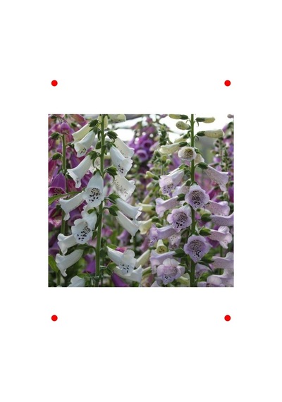 Digitalis Çiçeği Tohumu