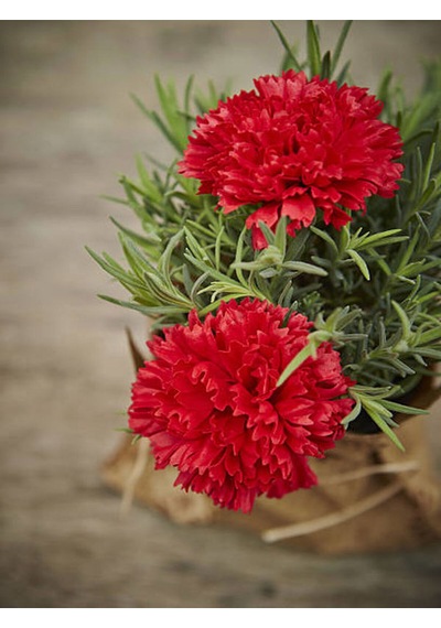 Videolu Kırmızı Karanfil 15-30cm 1 Adet Saksılı Çiçekli Bodur Bitki Dianthus Caryophyllus