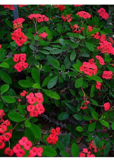 Videolu Milli Dikenler Tacı Alacalı-beyaz-turuncu-kırmızı 4 Adet Saksılı 10-20cm Euphorbia