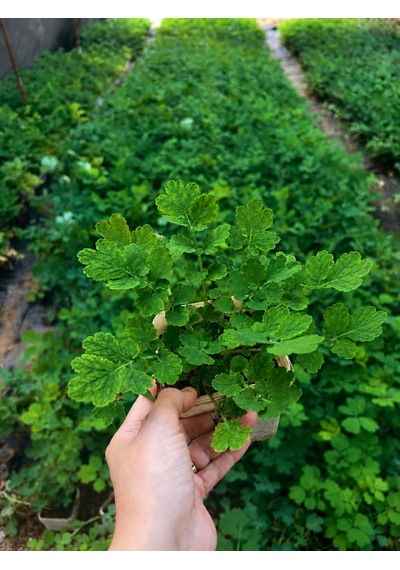 Kırlangıç Otu Fidesi Chelidonium Majus Canlı Bitki