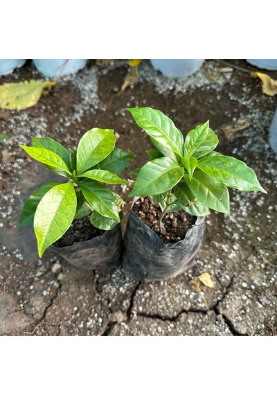 Sınırlı Sayıda Küçük Boy Arabica Kahve Fidanı Tüplü