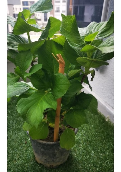 Fuşya Canlı Çiçek Ortanca Pembe Hydrangea Macrophylla 10-20 Cm