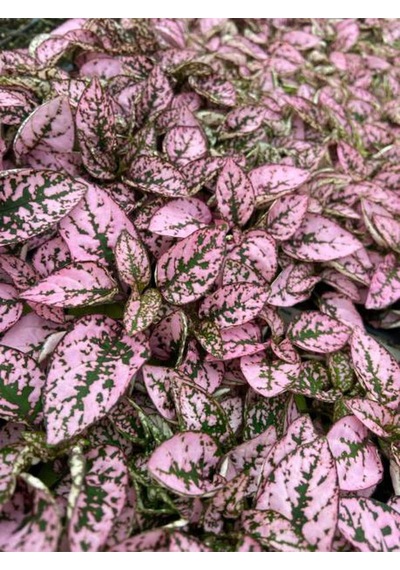 Hediyelik Dolgun Formlu Pembe Renk Hostes Çiçeği Hypoestes 10-15cm