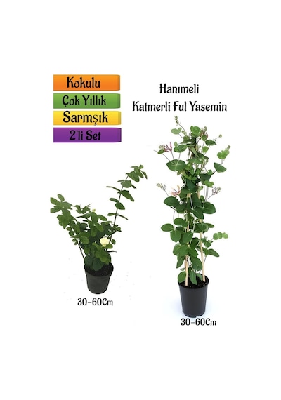 Katmerli Ful Yasemin+ Yoğun Kokulu Hanımeli Çiçeği Fidanı 2'li Bahçe Peyzaj Seti