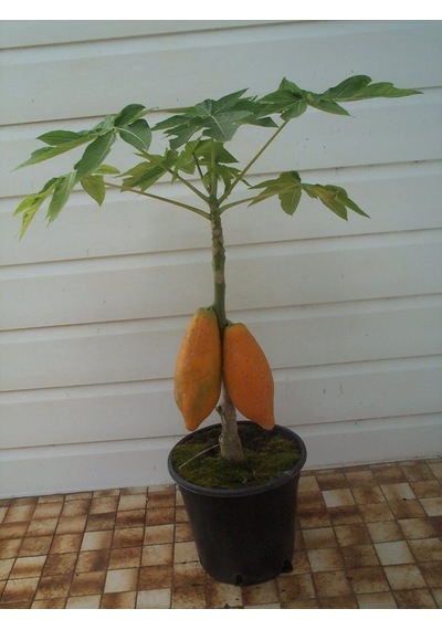 Tropikal Papaya Ağacı Tohumu 3 Tohum + Tohum
