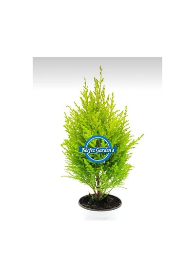Limon Çamı Limoni Servi Fidanı 2 Yaşında 30-35 Cm