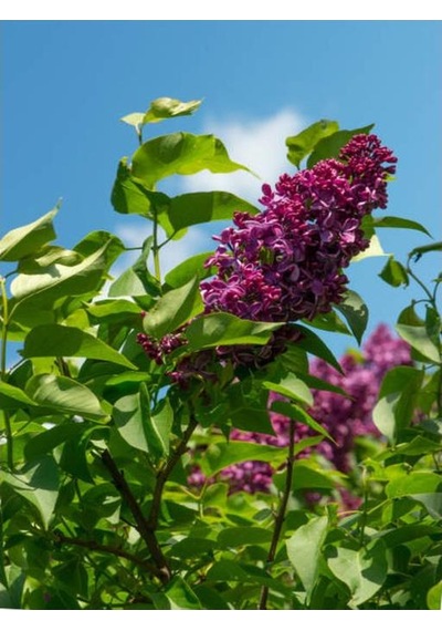 Leylak Fidanı Syringa Chinensis 40-50 Cm Bahar Çiçeği