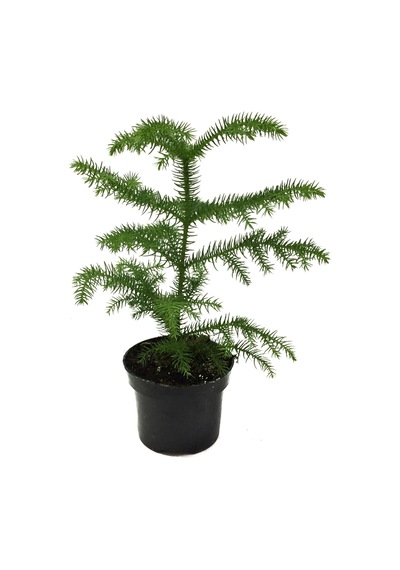 Araucaria Heterophylla (Salon Çamı) Ø12 CM Y25-30 CM