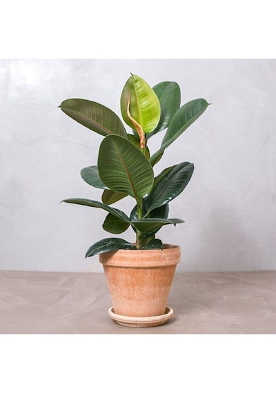 Serada Decor Plant Kauçuk Bitkisi Tek Gövde 60 70cm