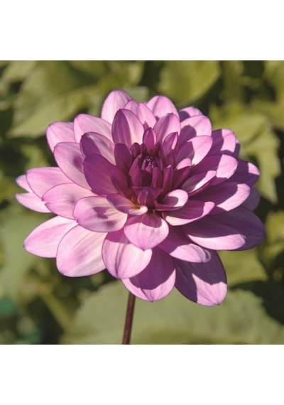 Dev Çiçekli Lauren Michele Dahlia Yıldız Çiçeği Yumrusu 1 Adet