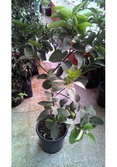 6 Yaş Aşılı Tahiti Lime Yeşil Limon Fidanı. Saksıda