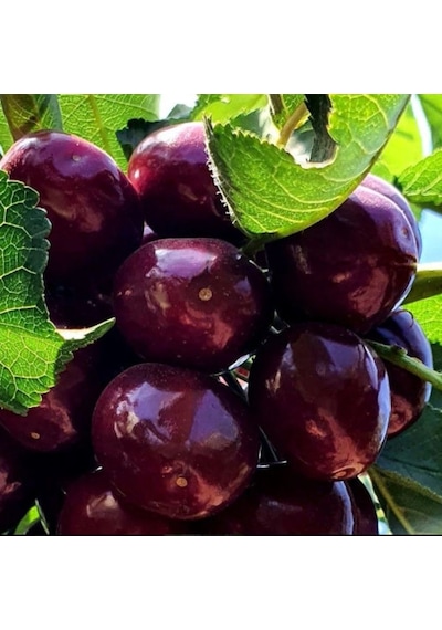 Tüplü Kendine Verimli Yüksek Verimli Zaiges Big Erkenci Kendine Verimli Kiraz Fidanı
