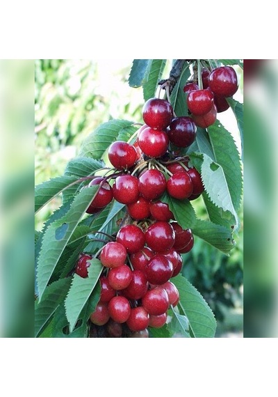 Kiraz Sweetheart 180-220 Cm Tüplü