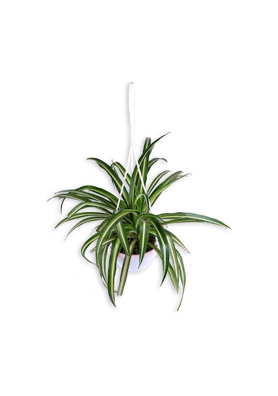 Kurdela Çiçeği - Chlorophytum - Askılı Saksı'da