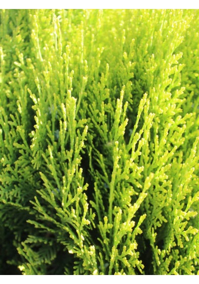 Videolu Mis Kokulu 10 Adet Limon Selvi Fidanı Bahçe Çamı 10-20cm Tüplü Lemon Cypress Tree