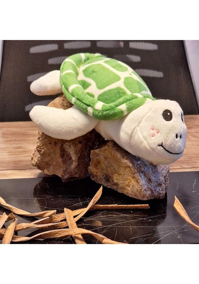 Caretta Caretta Kaplumbağa Küçük Yeşil