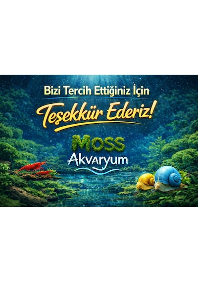 Mavi Melek Karides 5 Adet 1-1,5cm