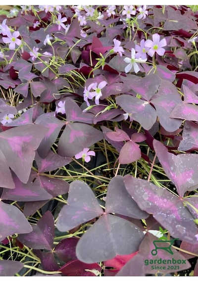 Formlu Mor Süs Yoncası Çiçeği 20-30cm 1 Adet Canlı Çiçel Oxalis Triangularis
