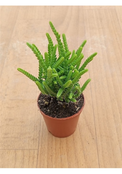 Crassula Muscosa Prenses Çamı 5,5 Cm