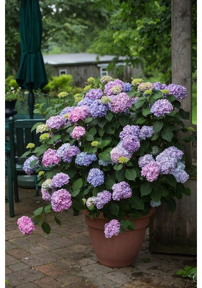 Ortanca Çiçeği Fidanı Tüplü Karışık Renkli Cinsi [hydrangea Macro