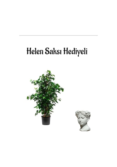 Anneler Gününe Özel Yeşil Benjamin Salon Bitkisi Helen Saksı Hediyeli