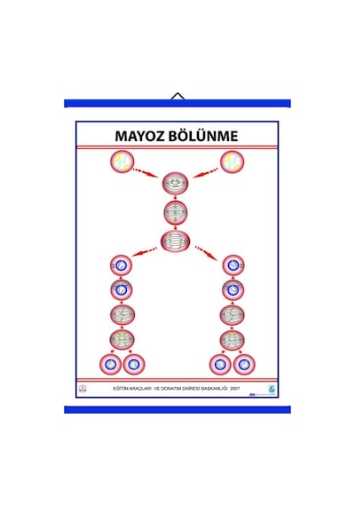 Mayoz Levhası 70X100 Cm