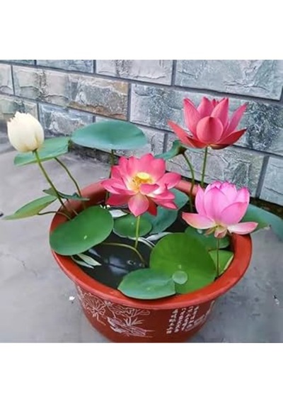 10 Adet Tohum Pembe Japon Lotus Çiçeği Nilüfer Su Zambağı Tohumu