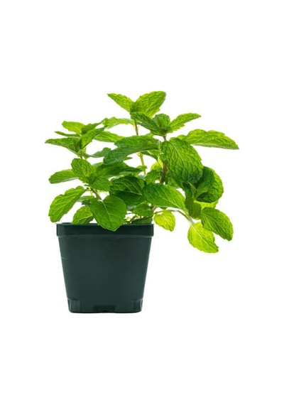 Videolu Mini Saksıda Nane Fidesi 1 Adet Saksılı/ Tüplü 10-15 Cm Mentha