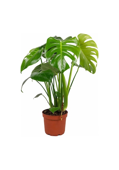 Monstera Deliciosa Deve Tabanı 60-80 Cm Orta Boy