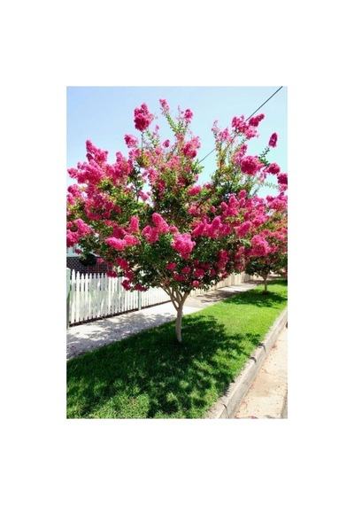 Pembe Oya Lagerstroemia Fidanı 10-20 Cm