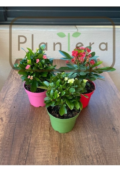 Euphorbia Milii - Dikenler Tacı - Üçlü Set 10-20 Cm