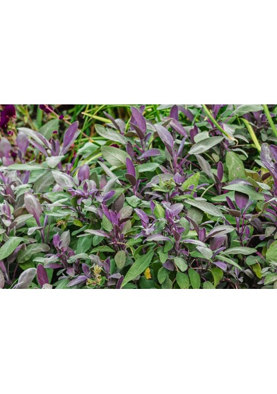 Tıbbi Adaçayı Fidanı