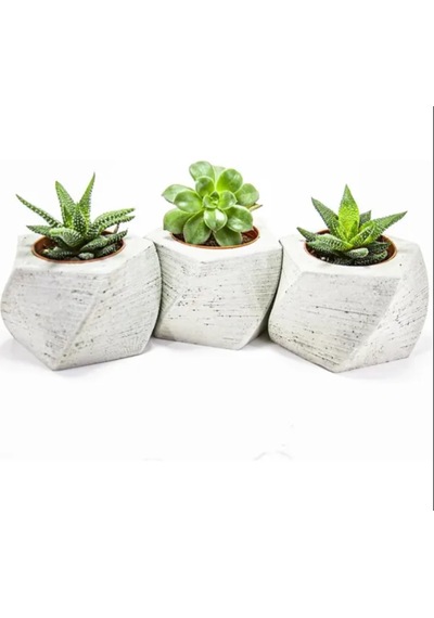 3'lü Beton Saksılı Hediye Sukulent Set