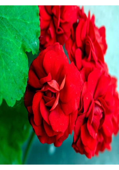 Videolu 1 Adet Bordo Sakız Sardunya Çiçeği 15-25 Cm Saksılı Çiçekli Bodur Bitkiler Geranium