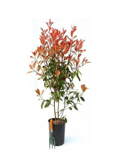 Videolu Alev Çalısı 40 60 Cm 1 Adet Saksılı Dış Mekan Bitkisi Photinia Fraseri