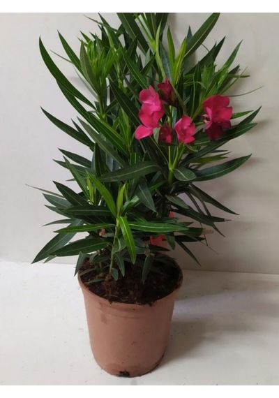 Kırmızı Renk Zakkum Çiçeği Fidanı 1adet Saksılı 30-60cm Yaz Bitkisi
