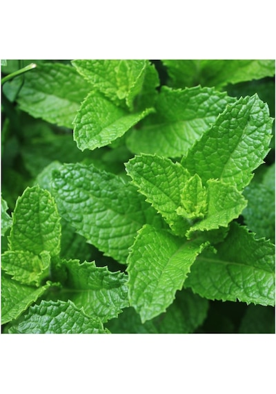 Doğal Spearmint Nane Tohumu 100 Tohum
