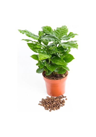 Kahve Bitkisi (Coffea Arabica) 20  cm