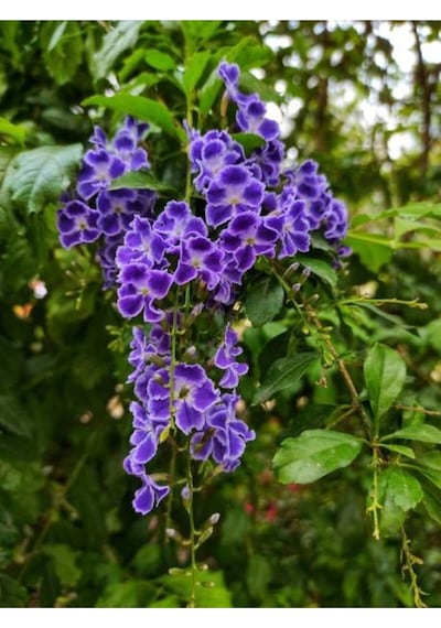 Duranta Çalısı Ağaç Menekşesi 70 90 Cm 1 Adet Dış Mekan Bitkisi Duranta Erecta