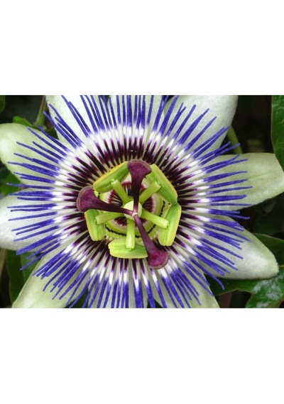 5 Adet Blue Passion Passiflora Caerulea Tohumu