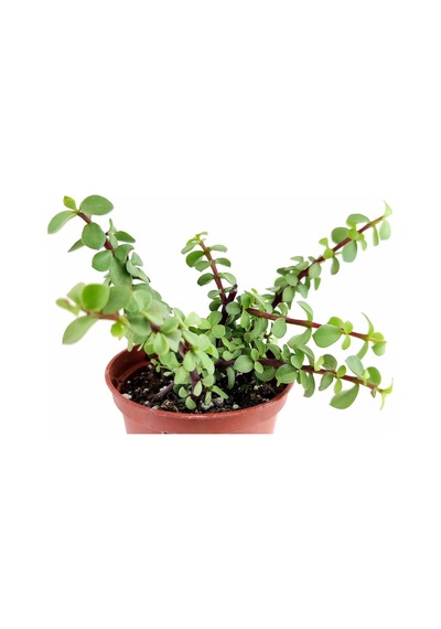 Ovata Yeşim Para Çiçeği Fidanı 10-20 Cm