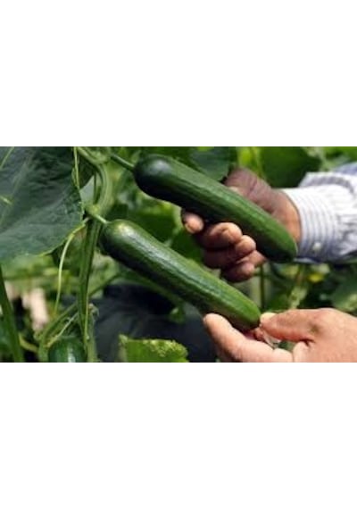 Paket 50 Tohum İthal Sırık Salatalık Tohumu +