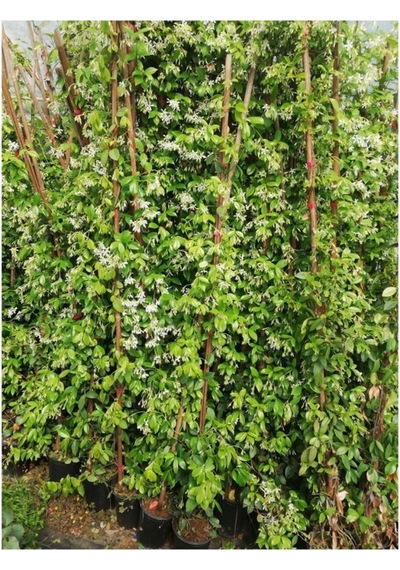 Arap Yasemini Çiçeği Fidanı 10-20 Cm