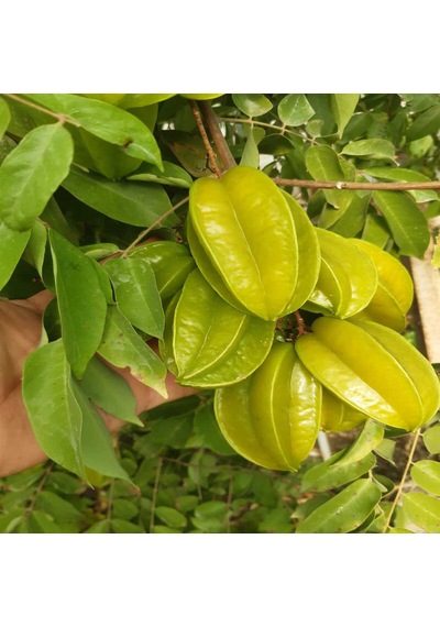 1 Kg Yıldız Meyvesi