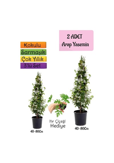 Kokulu 2 Adet Arap Yasemini Fidanı Saksılı+ıtır Çiçeği 3'lü Peyzaj Seti