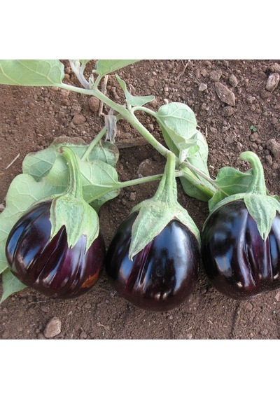 Topan Patlıcan Fidesi 5 Adet